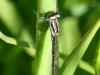 Coenagrion sp.